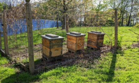 Apiary