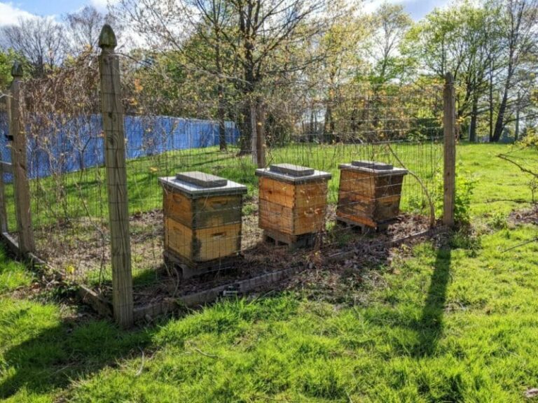 Apiary - Agriculture Dictionary