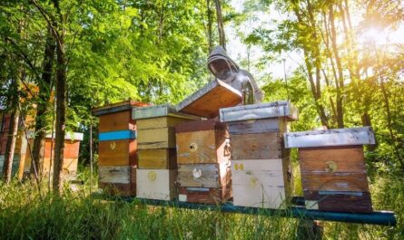 Apiculture