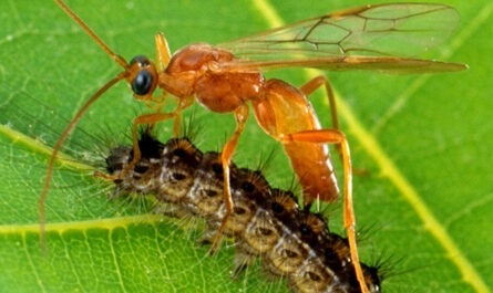 Biological Control