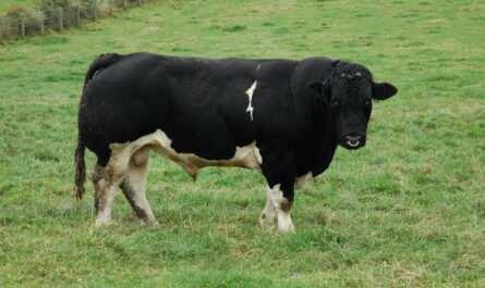 Bull