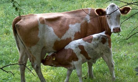 Calf
