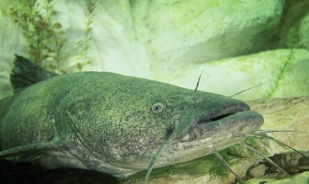 Catfish