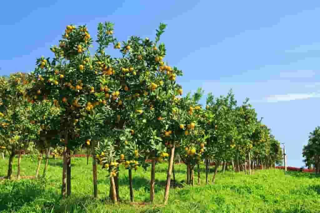 Citrus Farming
