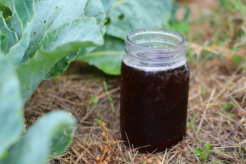 Compost Tea