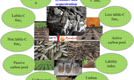 Constructive Information: Soil Food Web