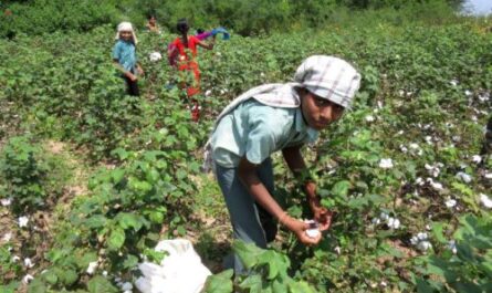 Cotton Farming
