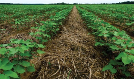Cover Crop