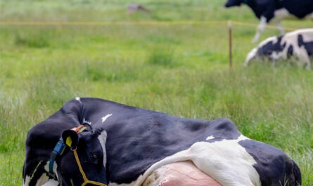 Cow