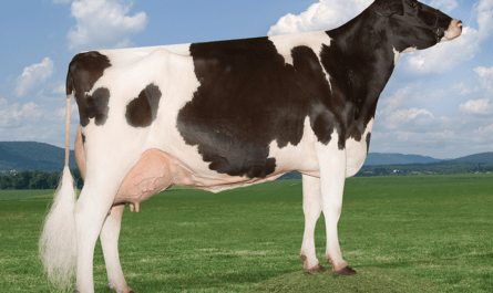 Dairy Cattle