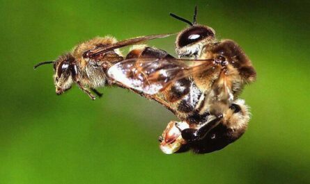 Drone Bee