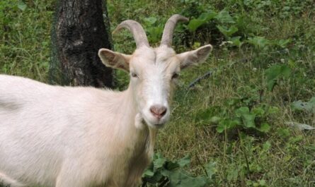 Goat