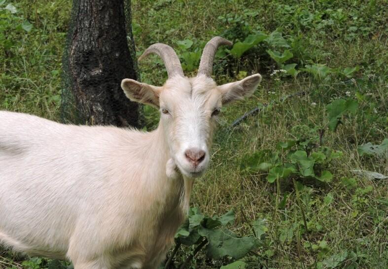 Goat