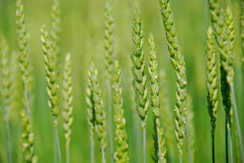Grain
