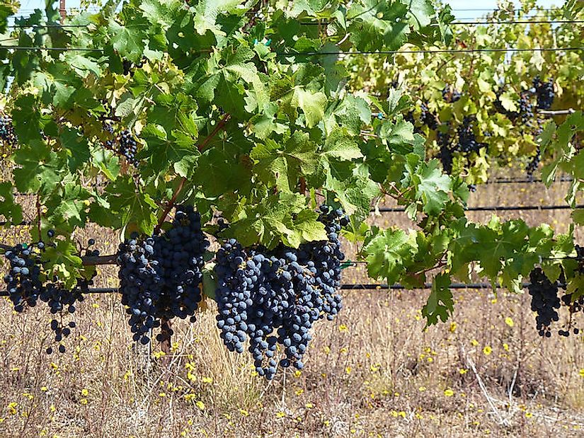 Grape Vineyards