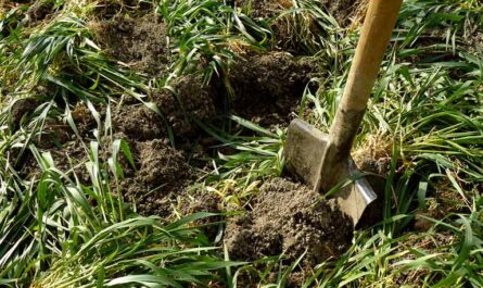 Green Manure