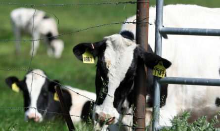 H5N1 Bird Flu