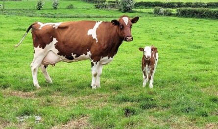 Heifer