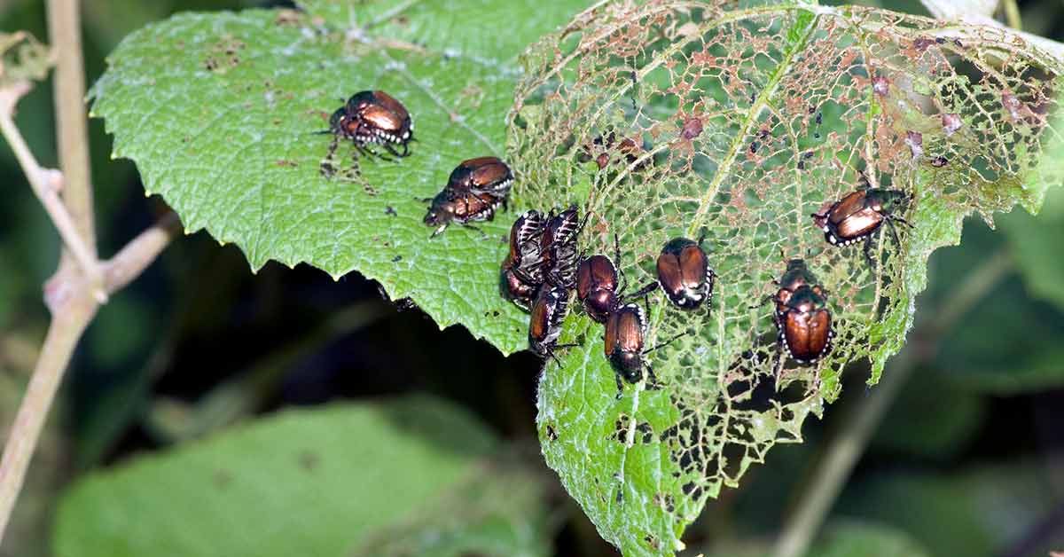 Integrated Pest Management (IPM)