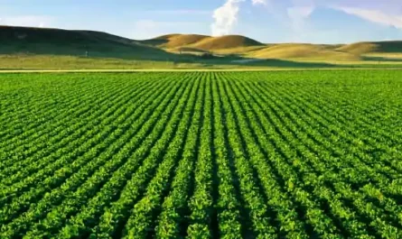 Monoculture