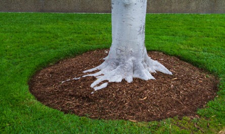 Mulch