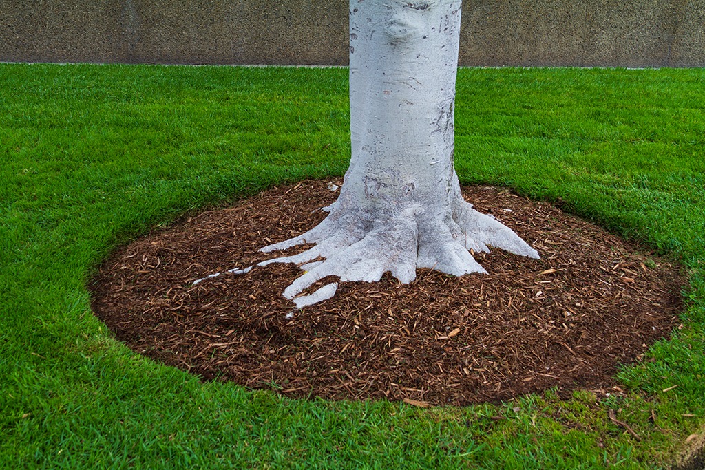 Mulch