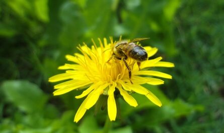 Nectar