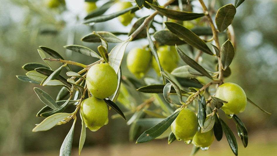 Olive Groves