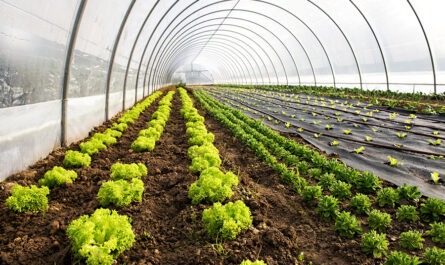 Organic Farming