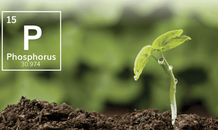 Phosphorus