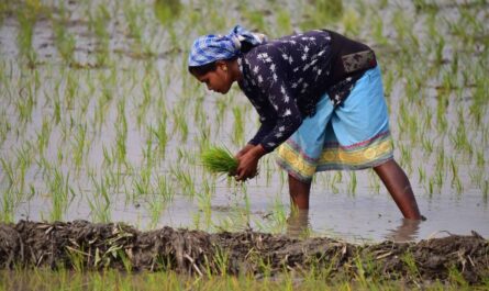 Rice Production