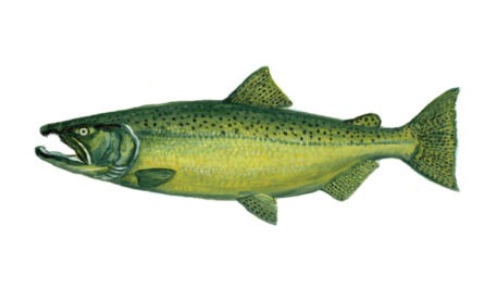 Salmon