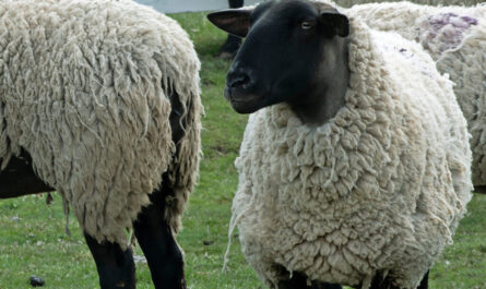 Sheep