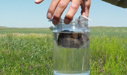 Soil Aggregation