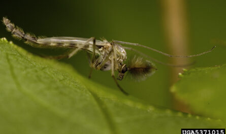 Soil Arthropods