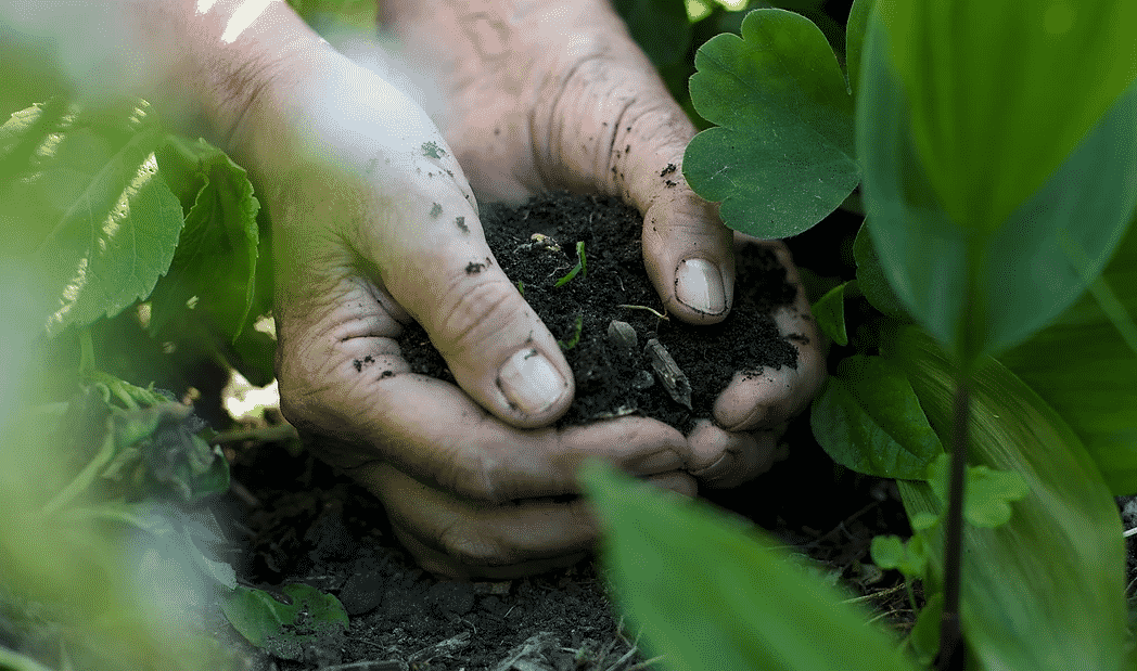 Soil Biology