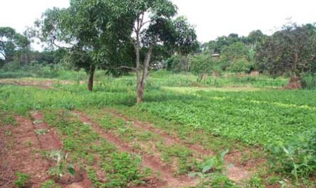 Soil Ecosystem Services