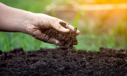 Soil Health