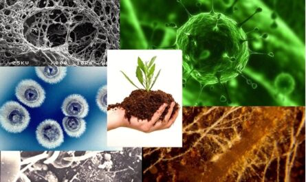 Soil Microorganisms