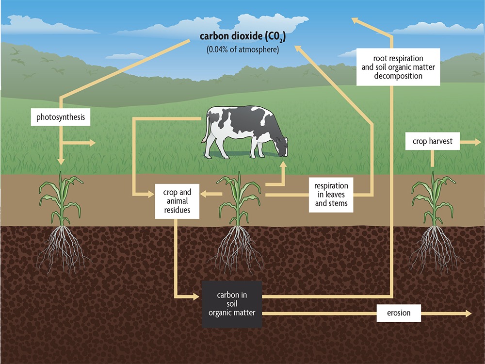 Soil Organic Matter