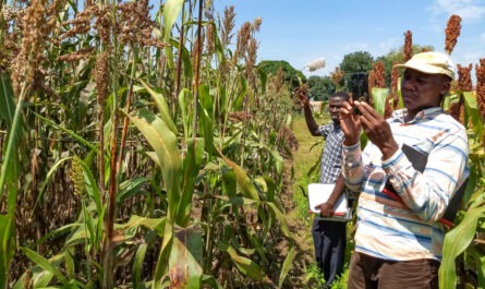 Sorghum Farming