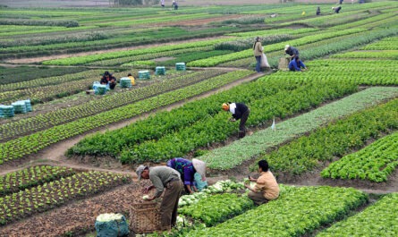 Sustainable Farming