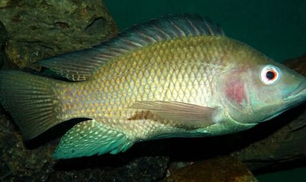 Tilapia