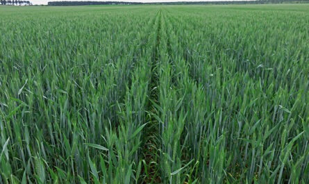 Wheat Cultivation
