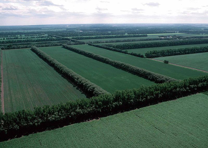 Windbreaks